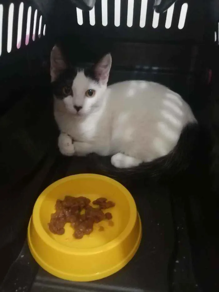 Gato ra a SRD idade 2 a 6 meses nome Love