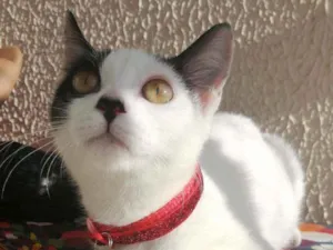 Gato raça SRD idade 2 a 6 meses nome Love