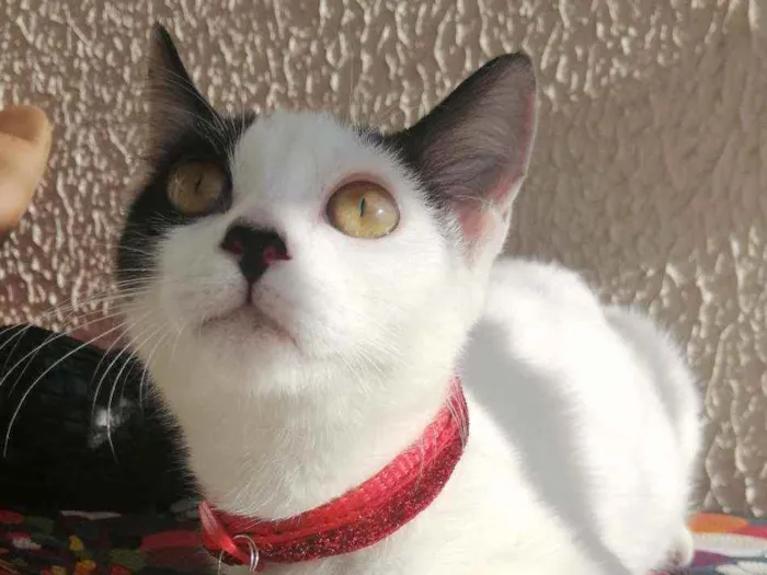 Gato ra a SRD idade 2 a 6 meses nome Love