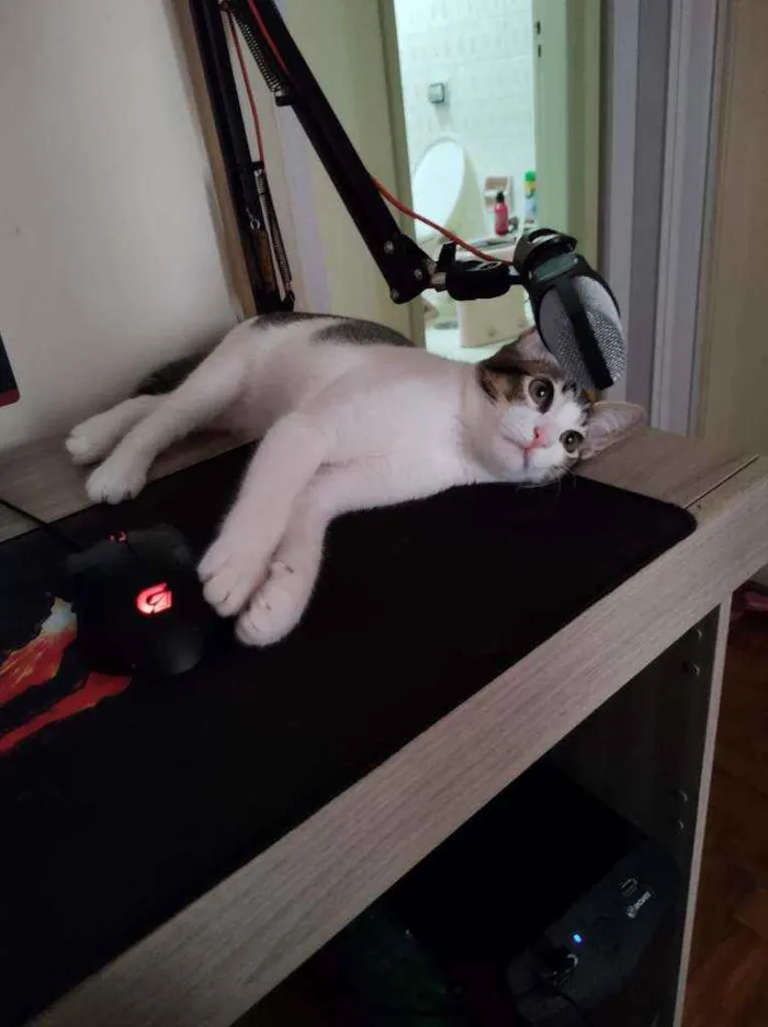 Gato ra a  idade 2 a 6 meses nome Iris
