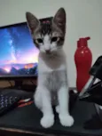 Iris