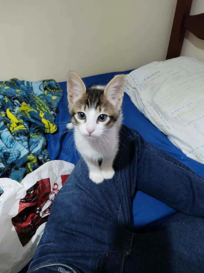 Gato ra a  idade 2 a 6 meses nome Iris