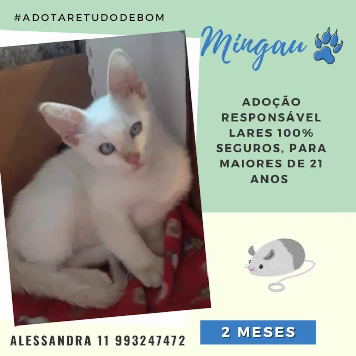 Gato raça Srd idade 2 a 6 meses nome Mingau
