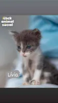 Livia