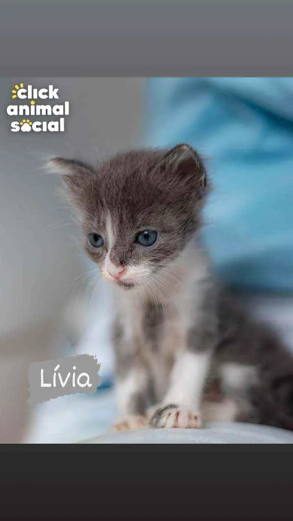 Gato ra a SRD idade Abaixo de 2 meses nome Livia