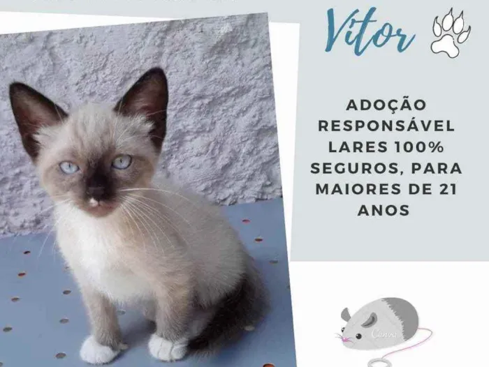 Gato raça Srd idade 2 a 6 meses nome Vitor
