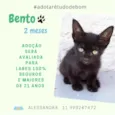 Gato raça Srd idade 2 a 6 meses nome Bento