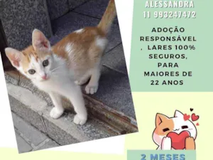 Gato raça Srd idade 2 a 6 meses nome Pipoca