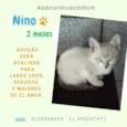 Gato raça Srd idade 2 a 6 meses nome Nino