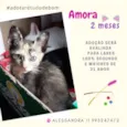 Gato raça Srd idade 2 a 6 meses nome Amora