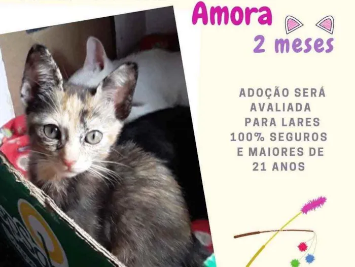 Gato raça Srd idade 2 a 6 meses nome Amora