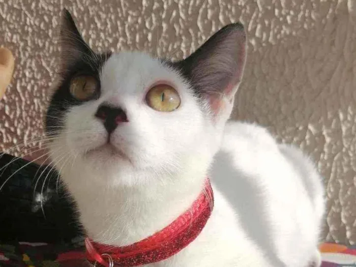 Gato ra a SRD idade 2 a 6 meses nome Love