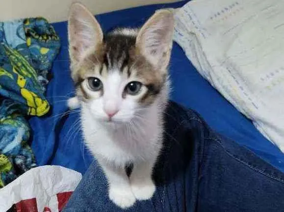 Gato ra a  idade 2 a 6 meses nome Iris