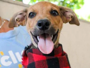 Cachorro raça SRD idade 2 a 6 meses nome Alladin