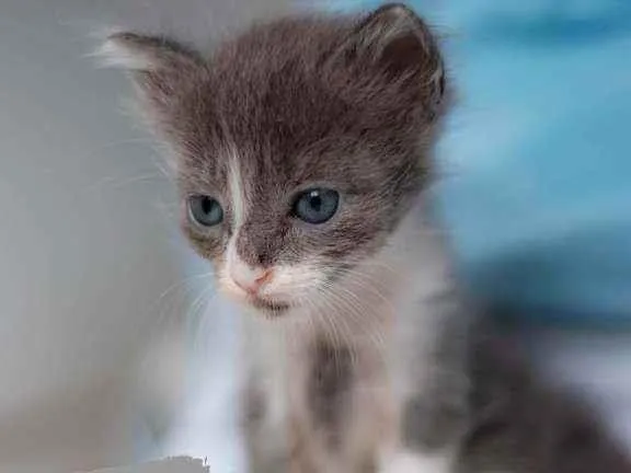 Gato ra a SRD idade Abaixo de 2 meses nome Livia