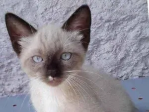 Gato raça Srd idade 2 a 6 meses nome Vitor