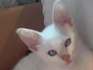 Gato raça Srd idade 2 a 6 meses nome Mingau
