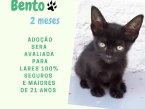 Gato raça Srd idade 2 a 6 meses nome Bento