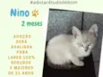 Nino