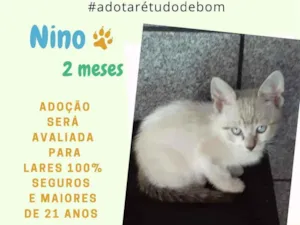 Gato raça Srd idade 2 a 6 meses nome Nino