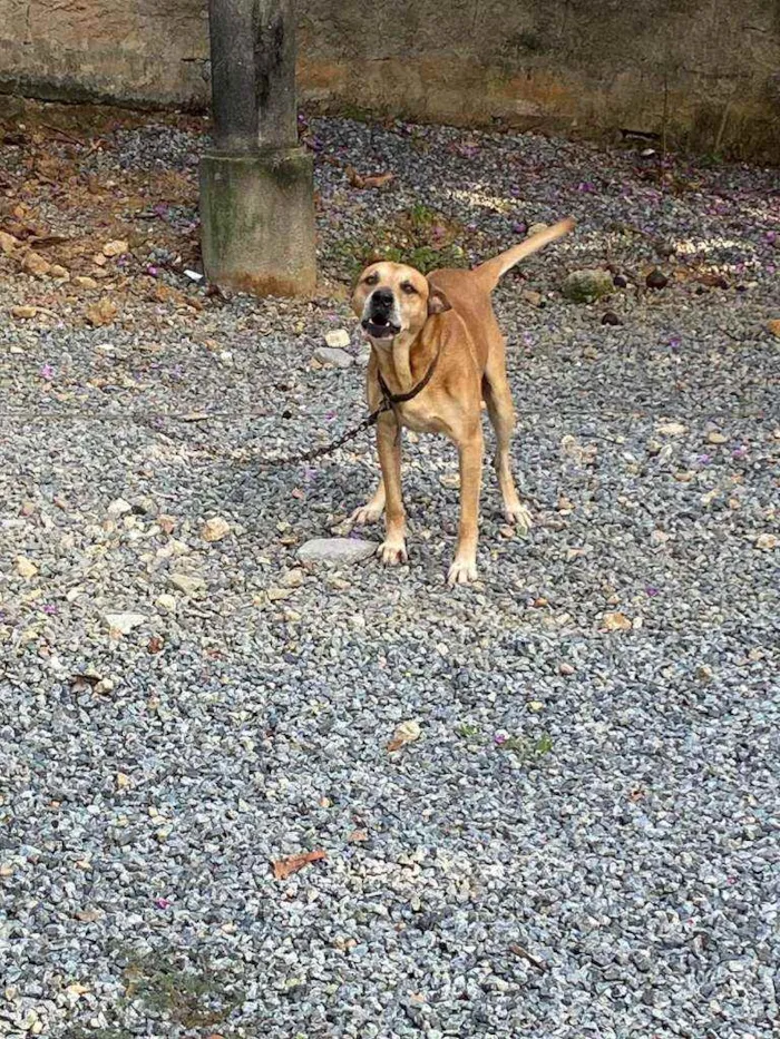 Cachorro ra a Desconhecida idade 6 ou mais anos nome Jhony