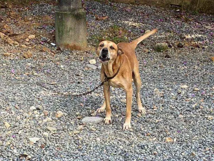 Cachorro ra a Desconhecida idade 6 ou mais anos nome Jhony