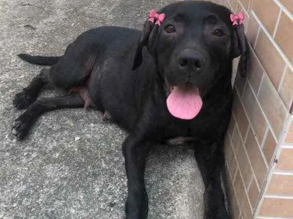 Cachorro ra a Labrador  idade 5 anos nome Kiara