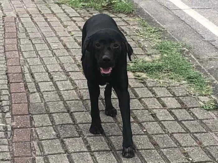 Cachorro ra a Labrador  idade 5 anos nome Kiara