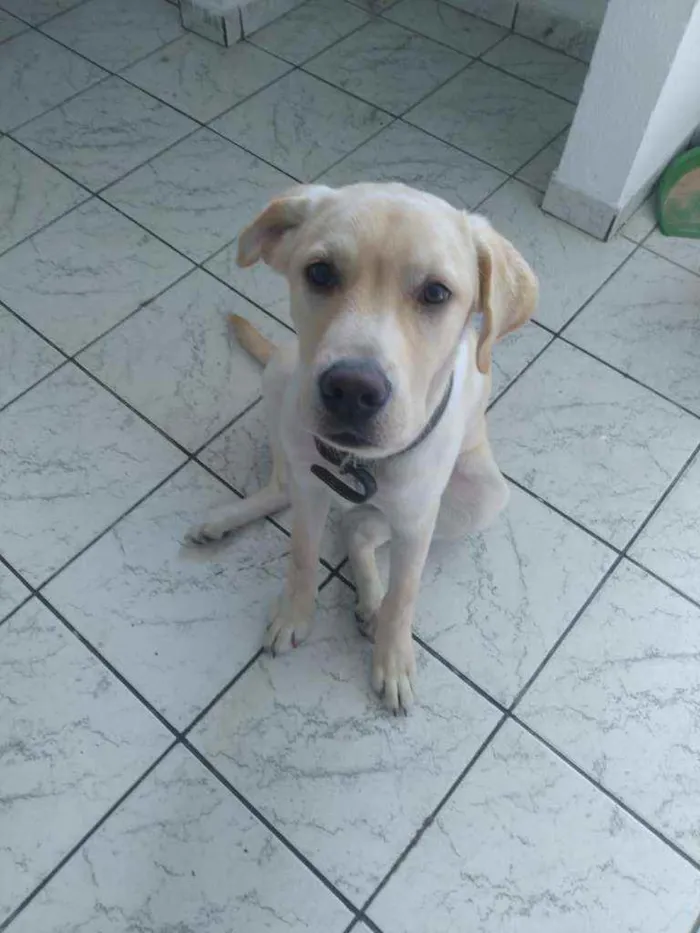 Cachorro ra a Labrador idade 2 a 6 meses nome Jiraya