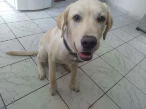 Cachorro raça Labrador idade 2 a 6 meses nome Jiraya