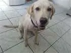 Cachorro raça Labrador idade 2 a 6 meses nome Jiraya