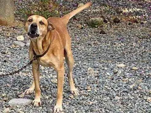 Cachorro ra a Desconhecida idade 6 ou mais anos nome Jhony