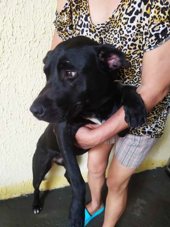 Cachorro ra a Labradora  idade 1 ano nome Carol 