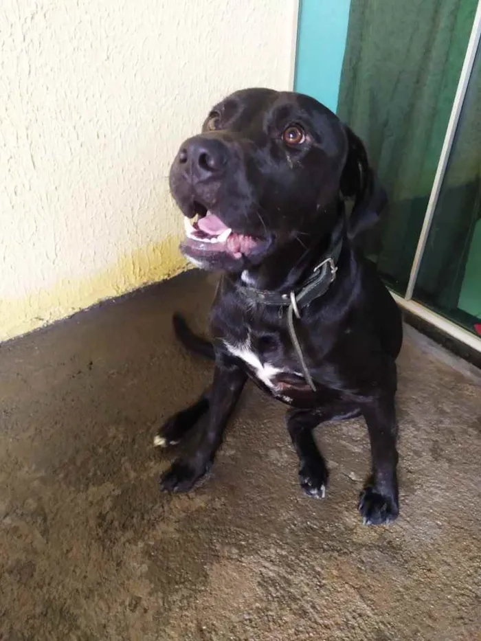 Cachorro ra a Labradora  idade 1 ano nome Carol 