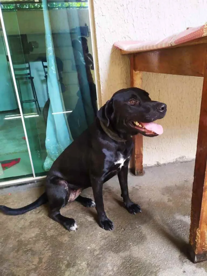 Cachorro ra a Labradora  idade 1 ano nome Carol 