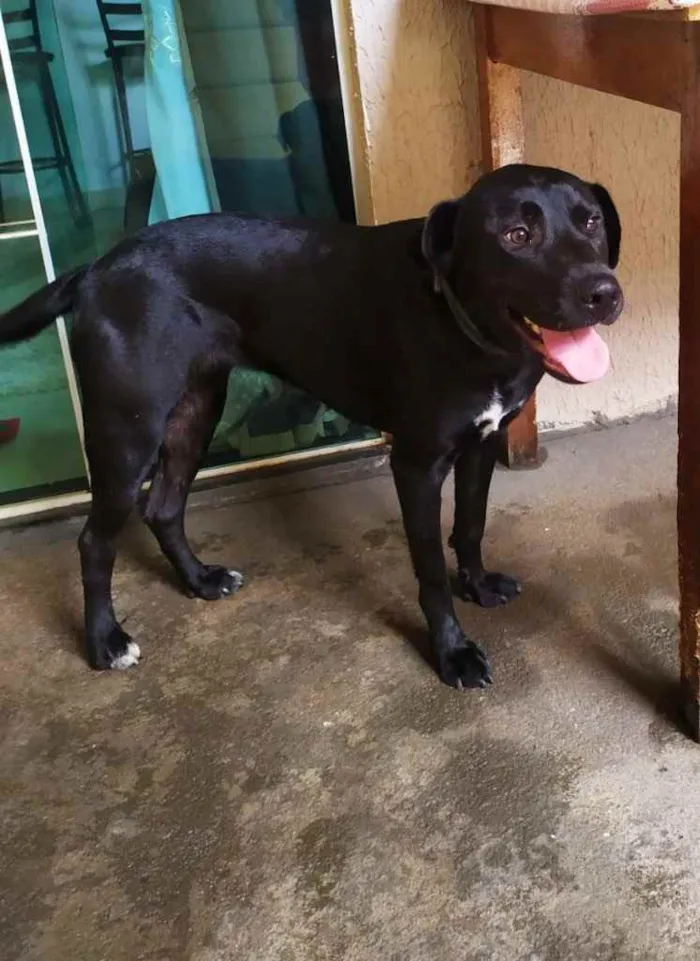 Cachorro ra a Labradora  idade 1 ano nome Carol 