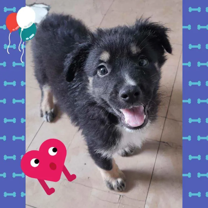 Cachorro raça SRD idade 2 a 6 meses nome Peludinho