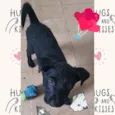 Cachorro raça SRD idade 2 a 6 meses nome Iza