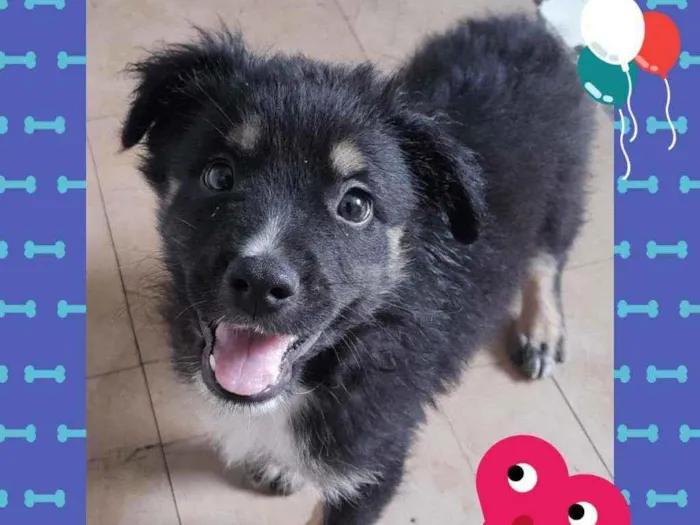 Cachorro raça SRD idade 2 a 6 meses nome Peludinho