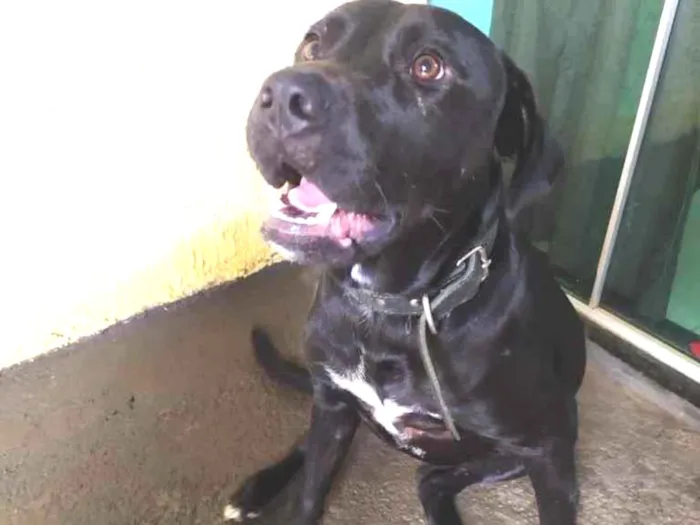 Cachorro ra a Labradora  idade 1 ano nome Carol 