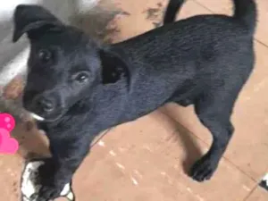 Cachorro raça SRD idade 2 a 6 meses nome Iza