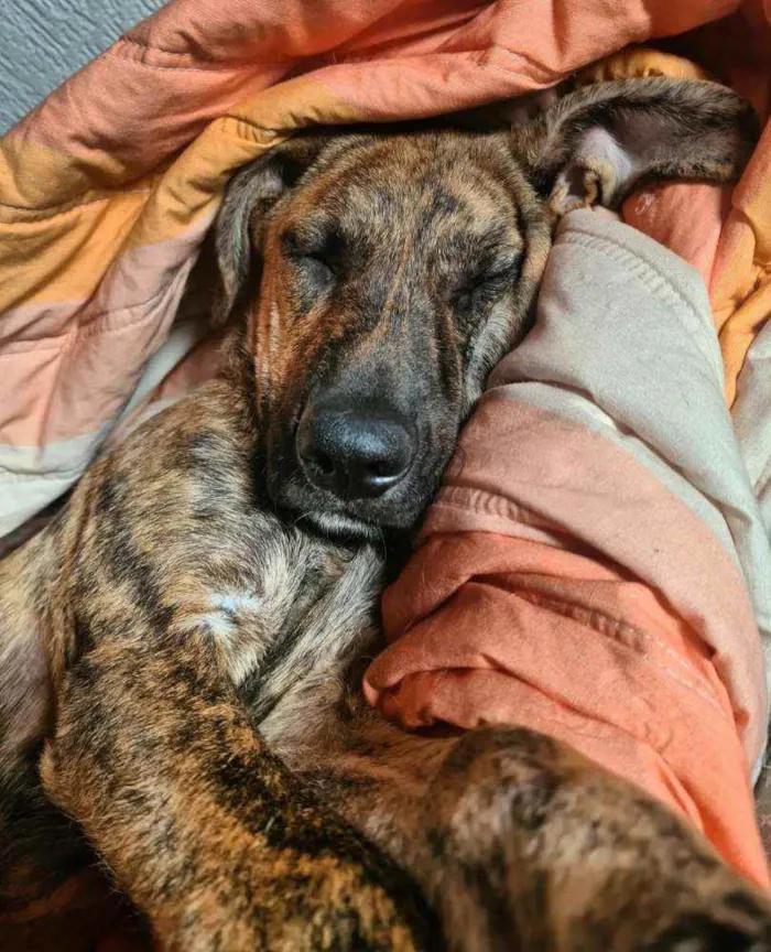 Cachorro ra a SRD idade 2 a 6 meses nome GERALDO