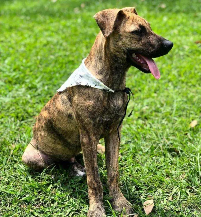 Cachorro ra a SRD idade 2 a 6 meses nome GERALDO