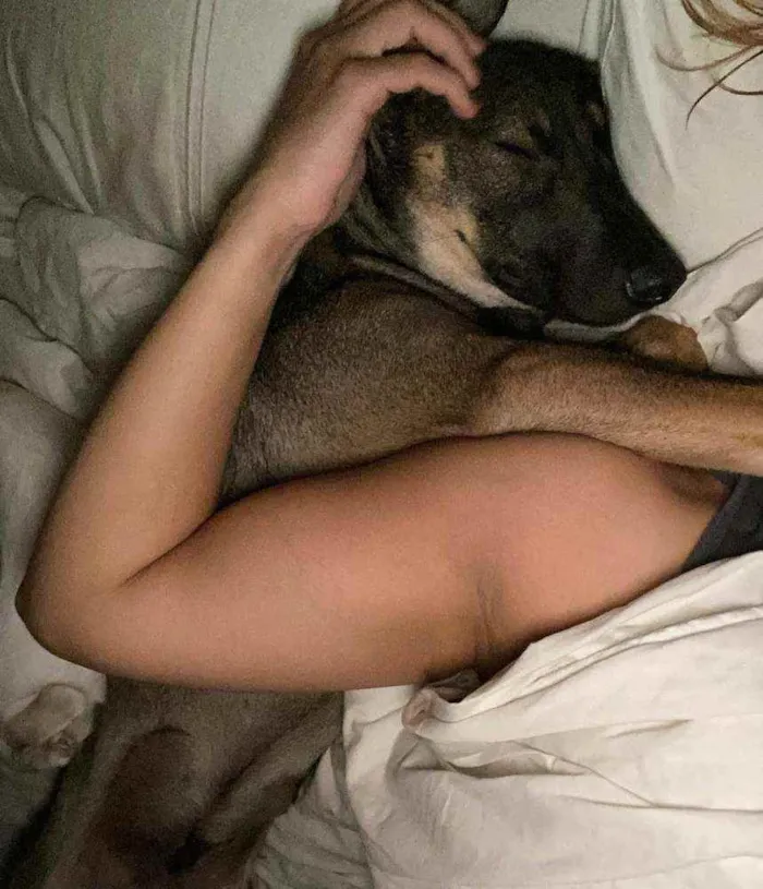 Cachorro ra a SRD-ViraLata idade 7 a 11 meses nome JOÃO GUILHERME