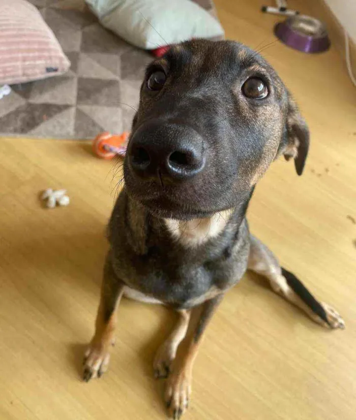 Cachorro ra a SRD-ViraLata idade 7 a 11 meses nome JOÃO GUILHERME