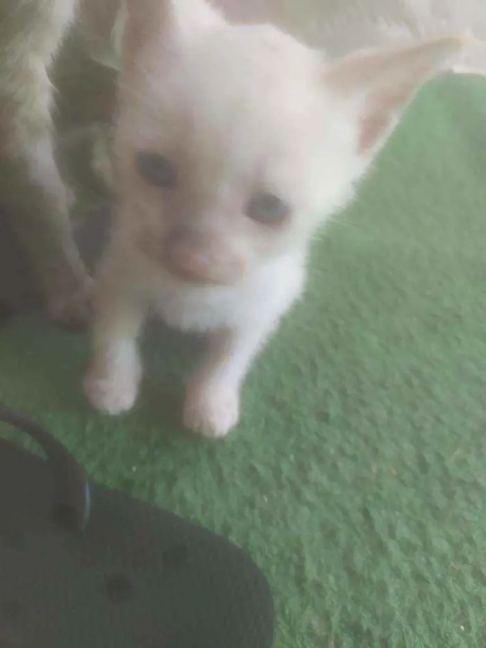 Gato ra a  idade Abaixo de 2 meses nome Sem nomes 