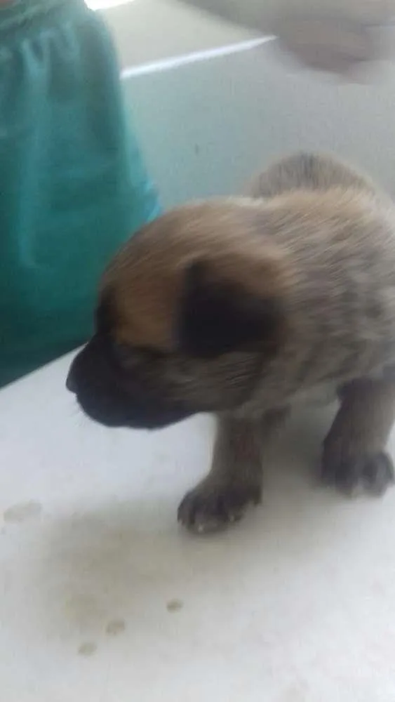 Cachorro ra a Raça não definida  idade Abaixo de 2 meses nome Dois