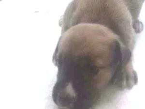 Cachorro raça Raça não definida  idade Abaixo de 2 meses nome Dois