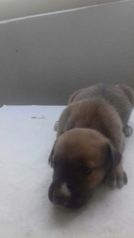 Cachorro ra a Raça não definida  idade Abaixo de 2 meses nome Um