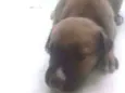 Um